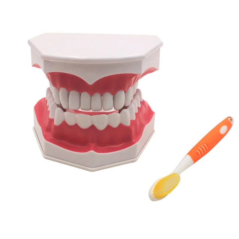 Обучение моделированию зубов Для детей с кариесом двойного размера Обучение чистке зубов Обучающие инструменты
