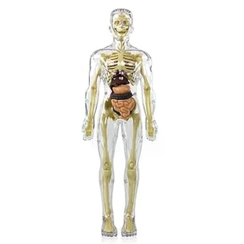 3D Модель человеческого тела, Анатомическая модель скелета, Модель человеческого тела, Съемные детали, Игрушка-скелет своими руками