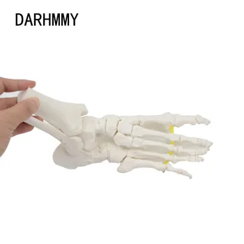 DARHMMY Гибкая модель кости стопы Анатомия человеческого скелета Медицинский Учебный инструмент Образовательное оборудование модель сустава в натуральную величину 0