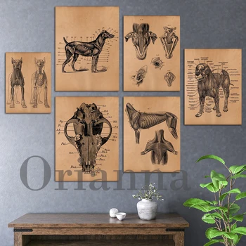 Кости животных, собаки, Медицинская анатомия, скелет, настенный плакат в стиле ретро, Современная гостиная, Офисный декор, Картина, подарок студенту ветеринару 0
