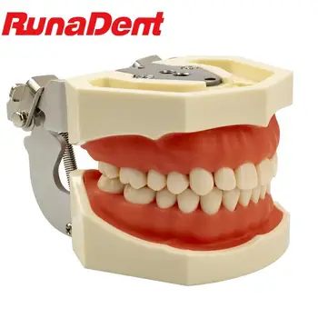 Съемная модель зубов, Модель десен, Обучающая модель зубов, Стандартная демонстрация модели Typodont со съемным зубом 0